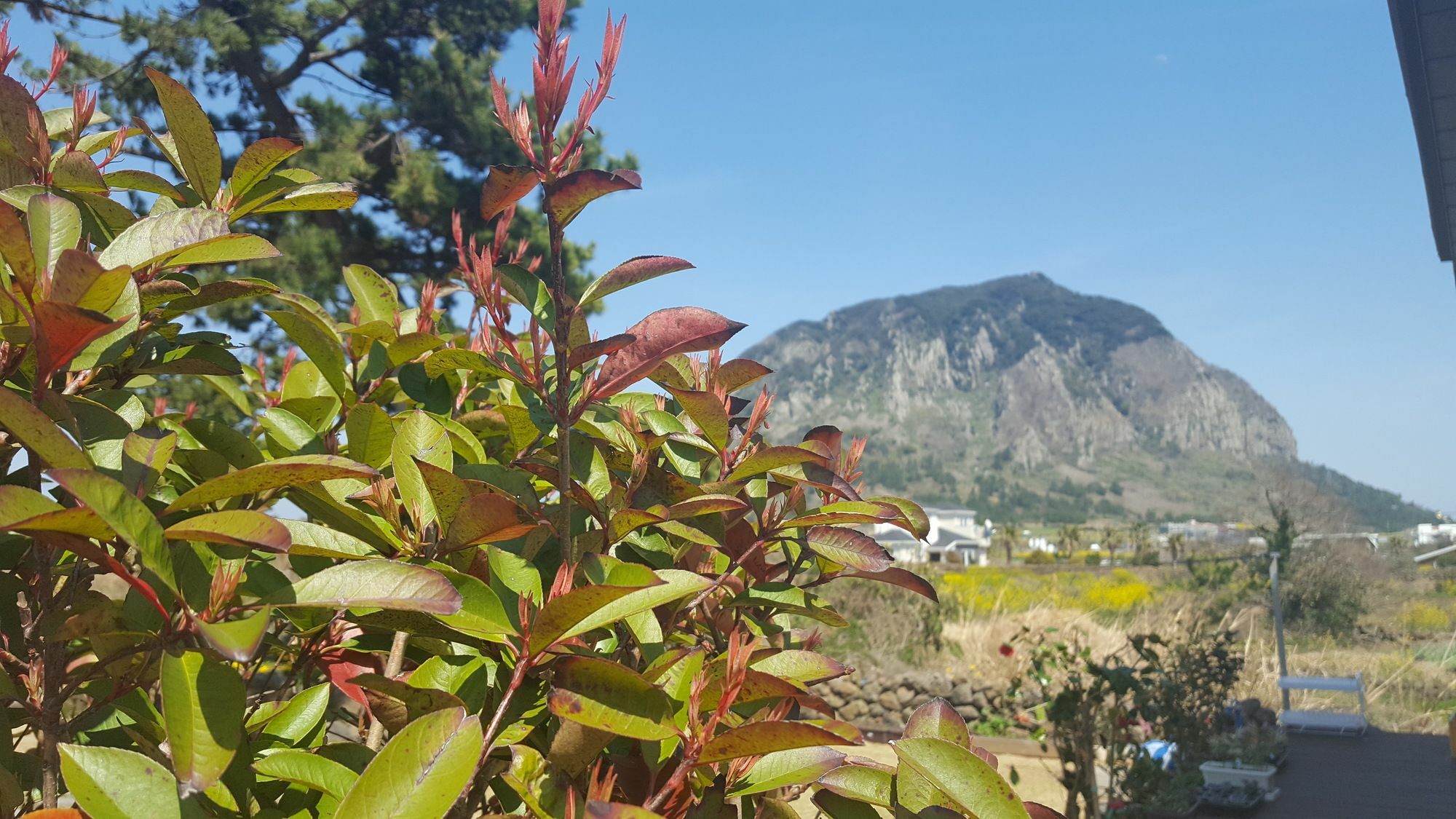 Wind Jeju Cafe & Pension Seogwipo Eksteriør billede