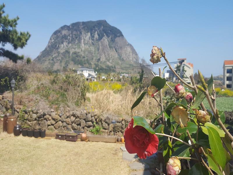 Wind Jeju Cafe & Pension Seogwipo Eksteriør billede